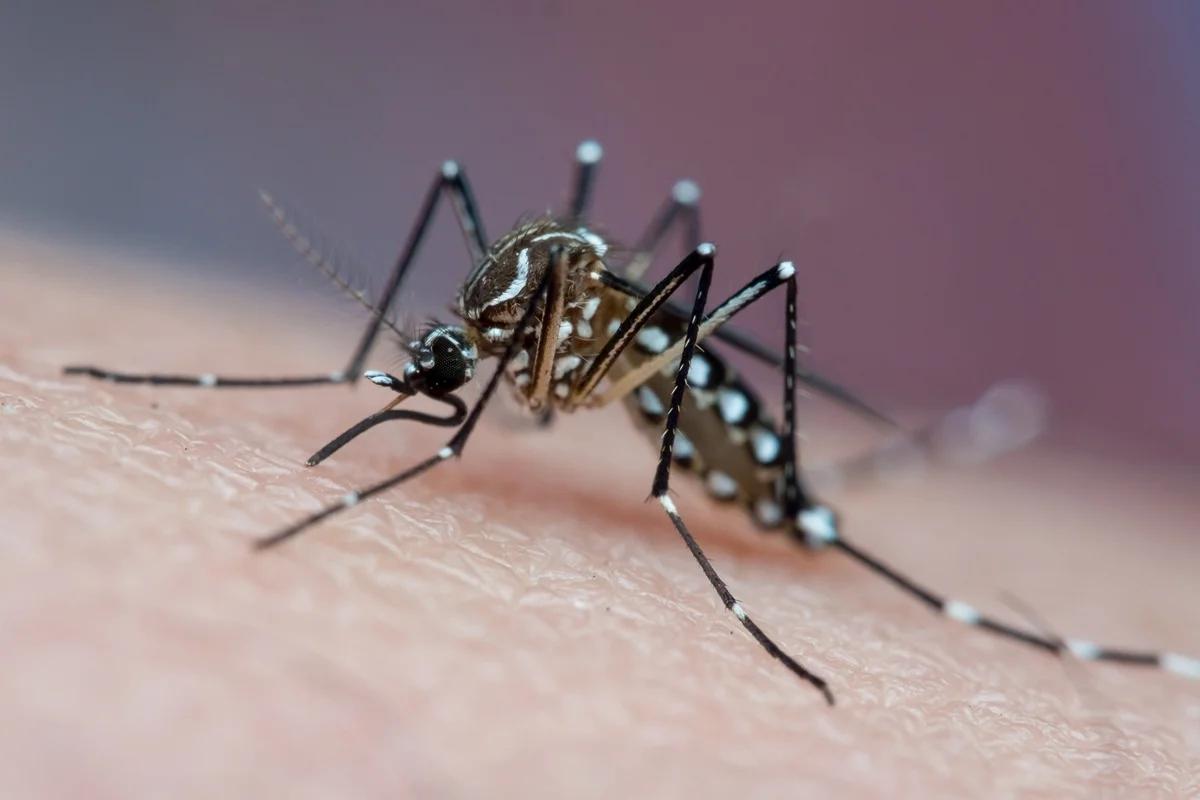 Mosquito da dengue aprende a ignorar repelente, sugere nova pesquisa