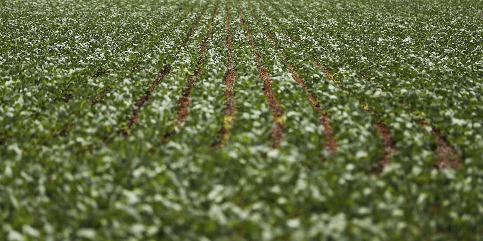 Reunião sobre dívidas rurais de produtores termina sem consenso