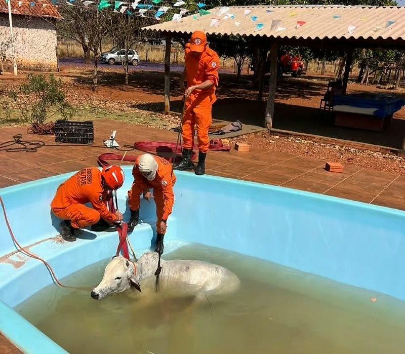 Bombeiros realizam resgate de boi em piscina na zona rural de Poconé