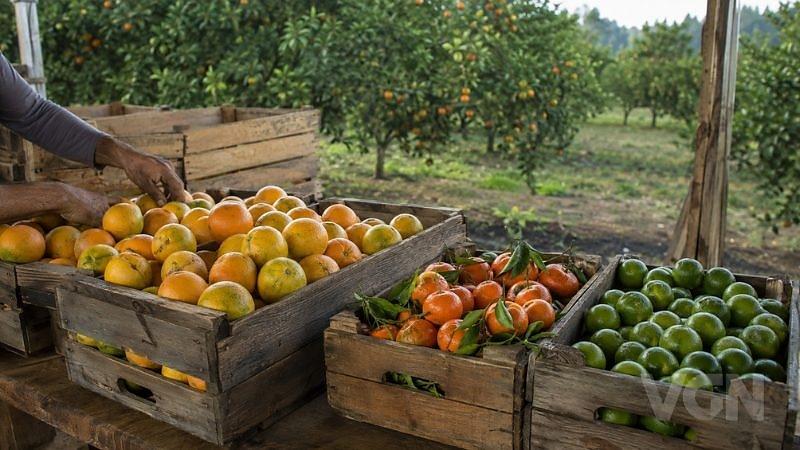 Falta de poncã e limão tahiti eleva preços das frutas