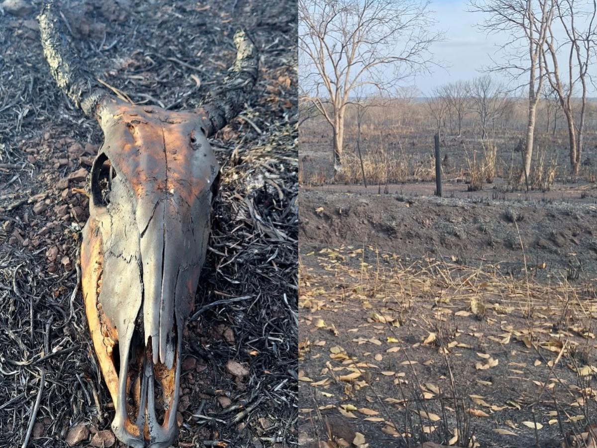 Incêndio em Jangada deixou animais mortos e cenário de destruição 