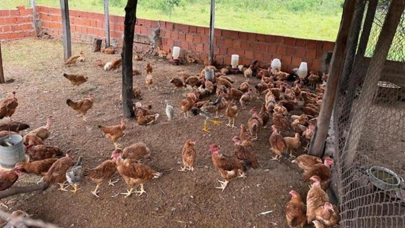 Mulher esfaqueia marido e é presa escondida em galinheiro 