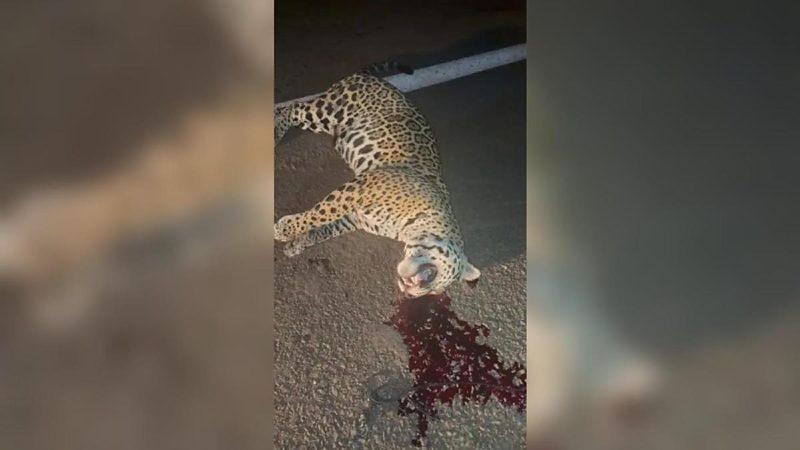 Policial encontra onça-pintada morta após atropelamento em rodovia de Nova Olímpia