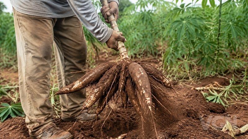 Preço da mandioca sobe pela sexta semana consecutiva