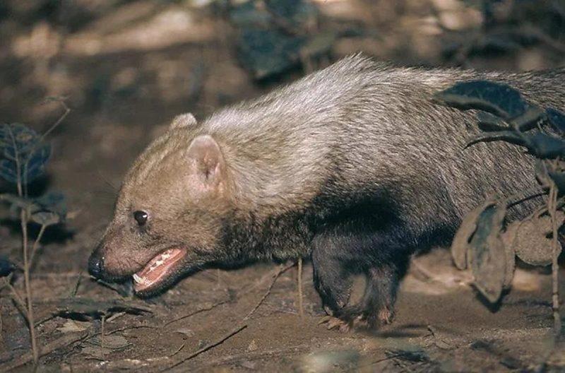 Cachorro-vinagre, espécie rara e ameaçada, foi visto em parque de Rosário Oeste