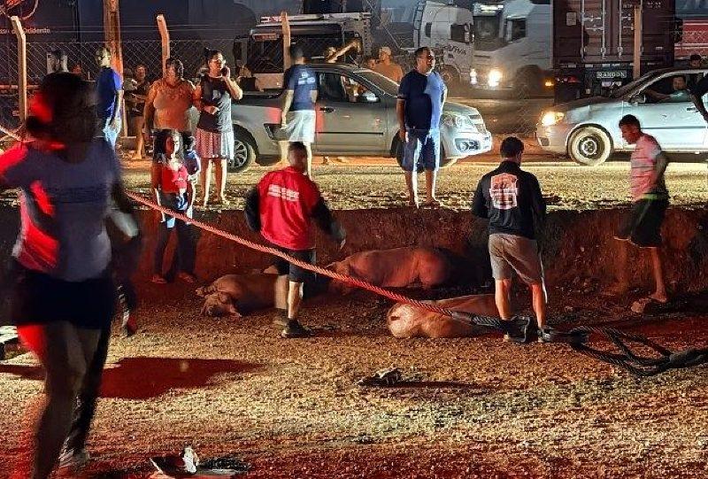 Carreta com porcos tomba na BR-070 e carga é saqueada por populares em MT