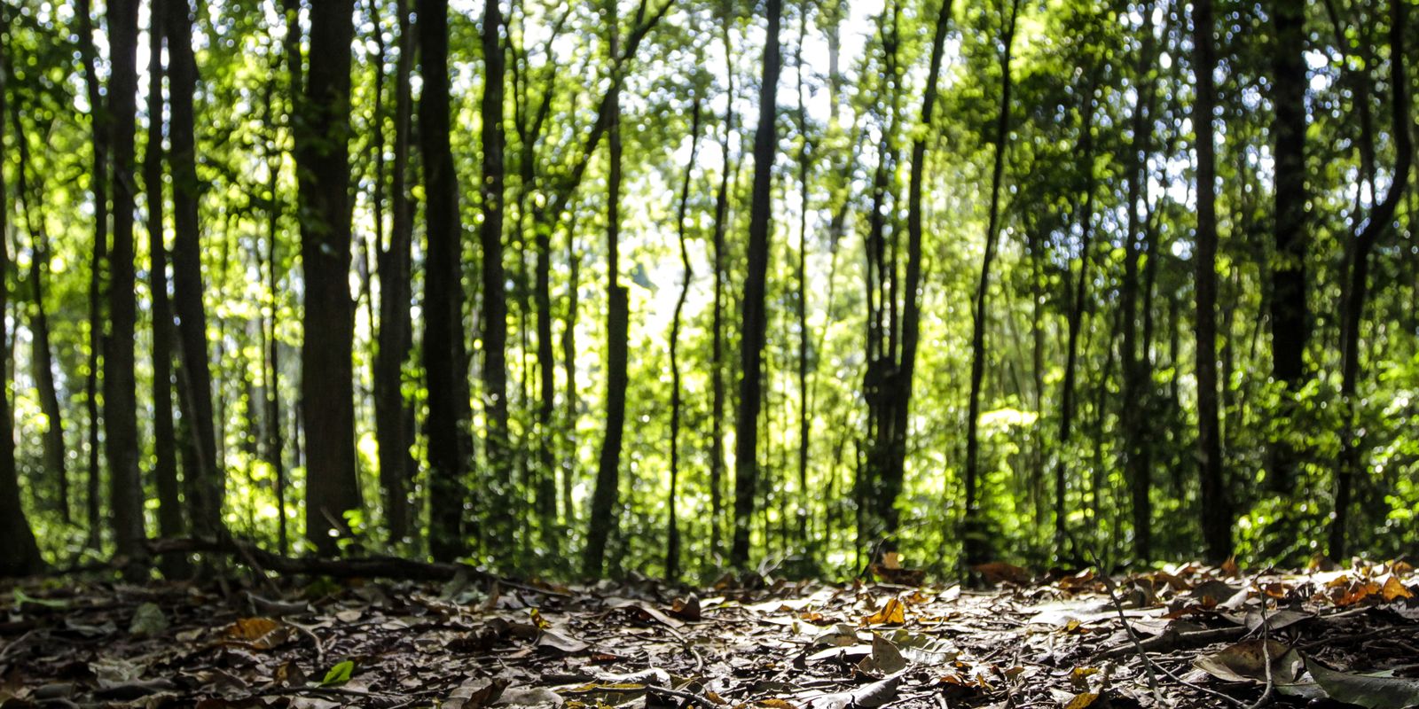 Produção da silvicultura bate recorde e atinge R$ 47,9 bilhões em 2025