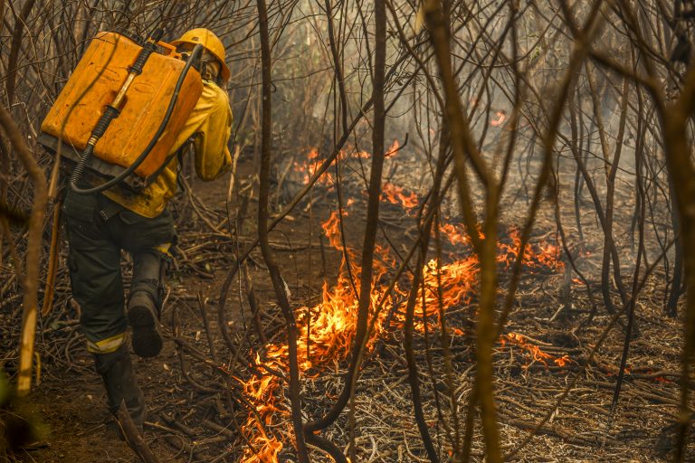Projeto de lei institui o boi bombeiro para combater incêndios no Pantanal