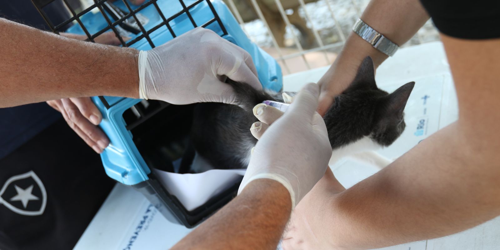 Rio confirma caso de raiva em cão na Zona Oeste e acende alerta