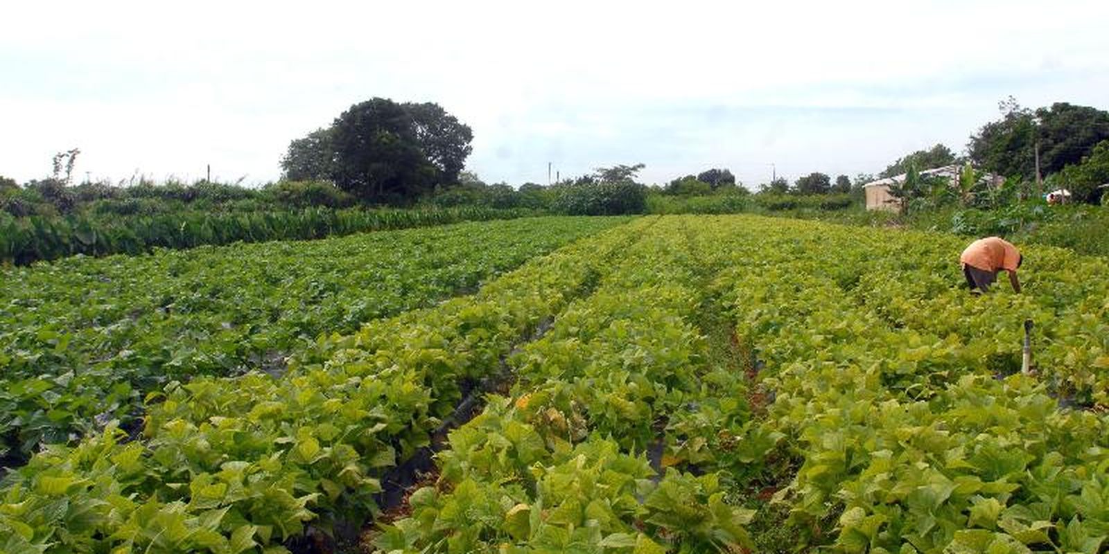 Governo libera crédito de R$ 64,3 milhões para segurança alimentar