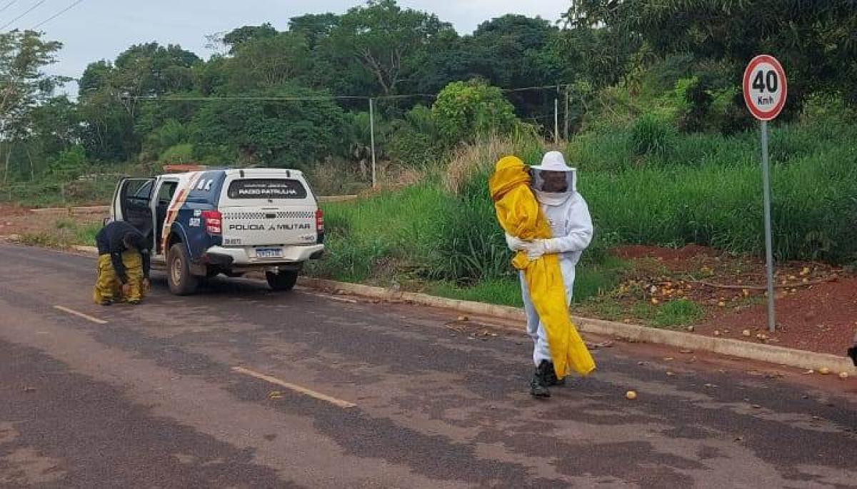 Ataque de abelhas em MT deixa nove feridos e bebê de apenas 4 meses entre as vítimas
