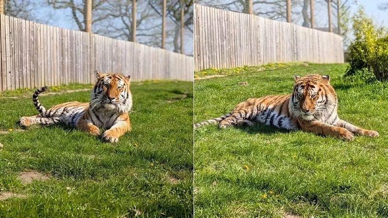 Homem morre após entrar em jaula de tigre em zoológico no Reino Unido