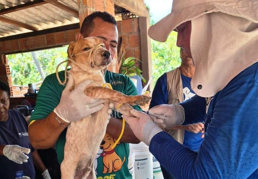 Prefeitura de Rosário Oeste realiza testes rápidos em cães para monitorar doenças