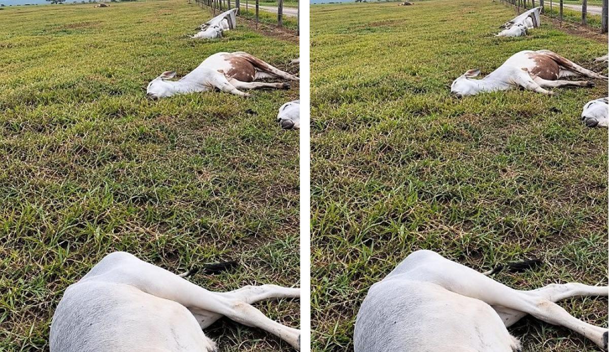 Temporal mata 11 cabeças de gado e causa alagamentos em Vila Bela