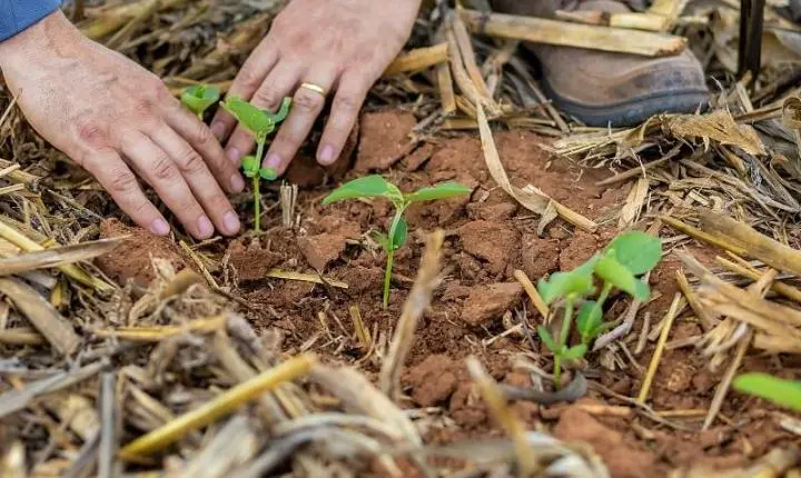 Agro mais que dobra empregos em MT e se consolida como principal motor da economia