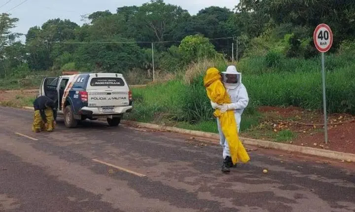 Ataque de abelhas em MT deixa nove feridos e bebê de apenas 4 meses entre as vítimas