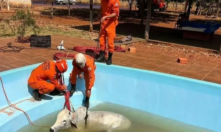 Bombeiros realizam resgate de boi em piscina na zona rural de Poconé