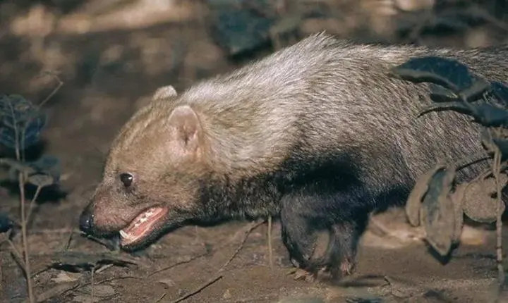 Cachorro-vinagre, espécie rara e ameaçada, foi visto em parque de Rosário Oeste