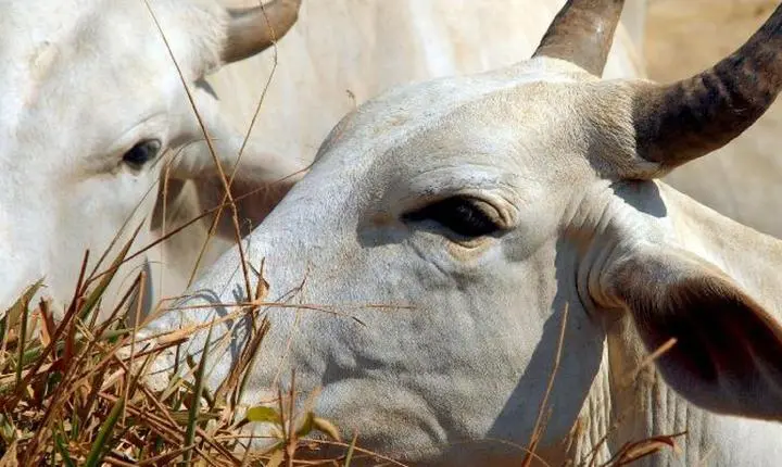 Carne bovina brasileira sofre tarifa de 67% ao entrar na China