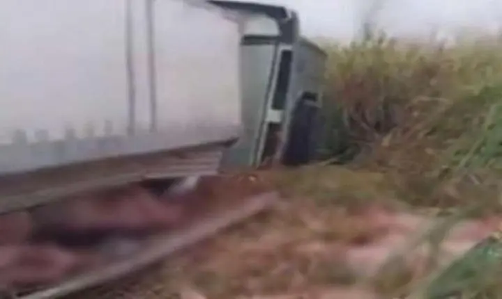 Carreta carregada com cerca de mil porcos tomba na BR-163 em MT