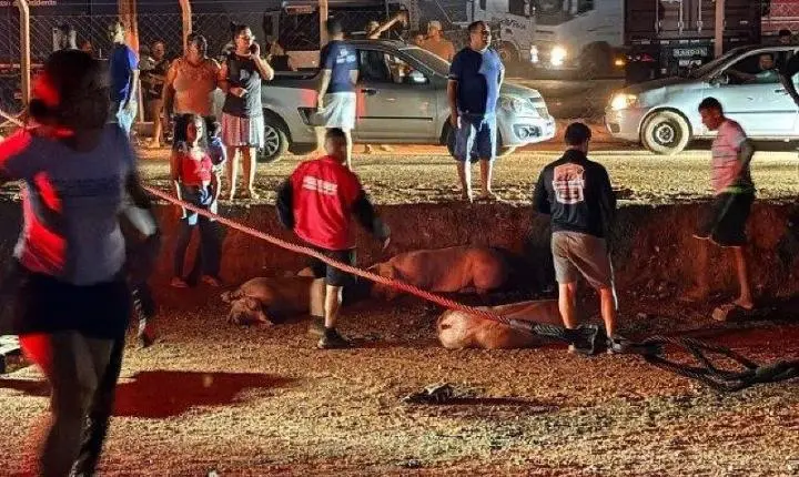 Carreta com porcos tomba na BR-070 e carga é saqueada por populares em MT
