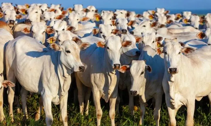China reconhece Brasil como país livre de febre aftosa sem vacinação