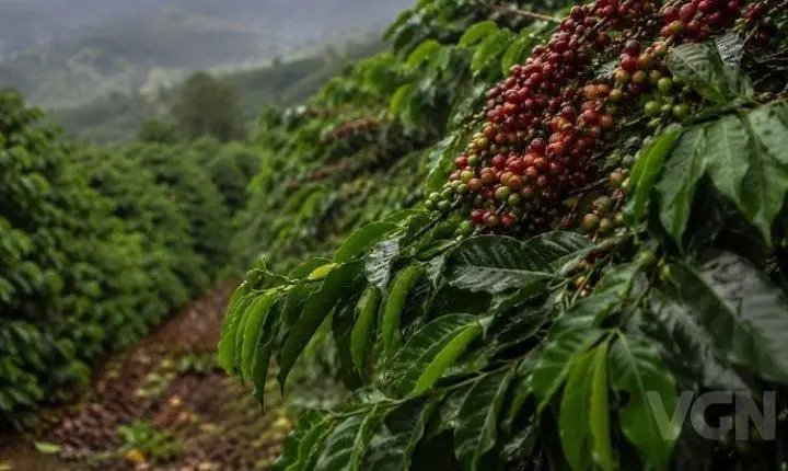 Chuva no fim da colheita ameaça qualidade do café brasileiro