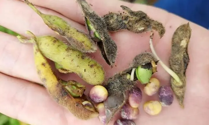 Chuvas intensas fazem soja germinar no pé e causam prejuízos a produtores em Sorriso