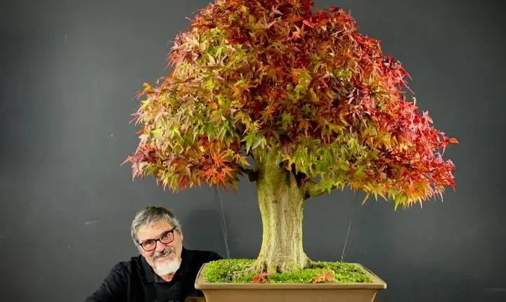 Curitiba terá maior evento de bonsai do Brasil