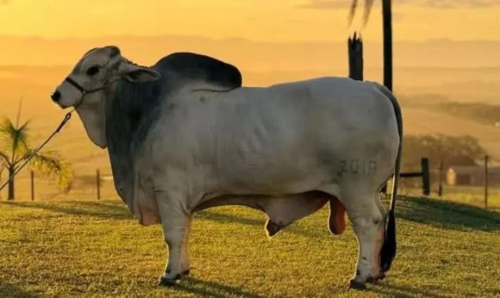 Dono do touro mais pesado do Brasil recusou proposta de R$ 500 mil e mira novo recorde