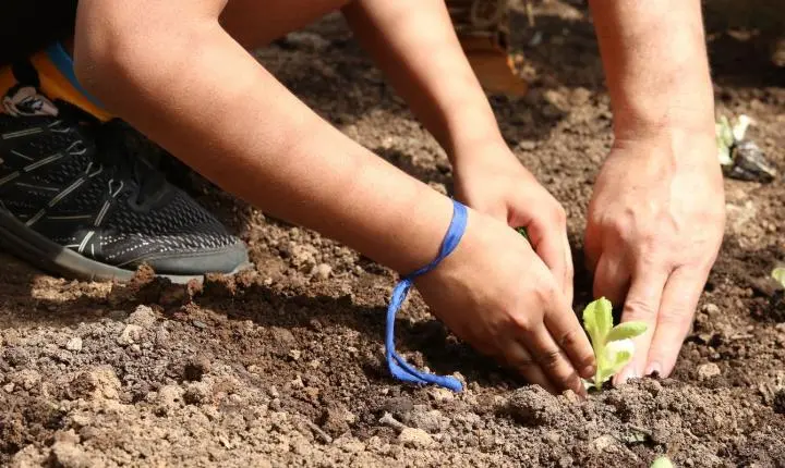 Entidades cobram compromisso com a agroecologia nas eleições em SP