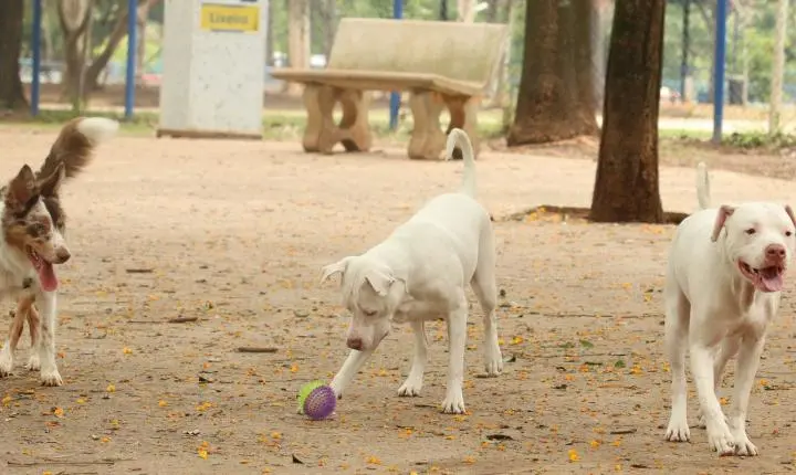 Estatuto para cães e gatos propõe punições severas contra maus-tratos