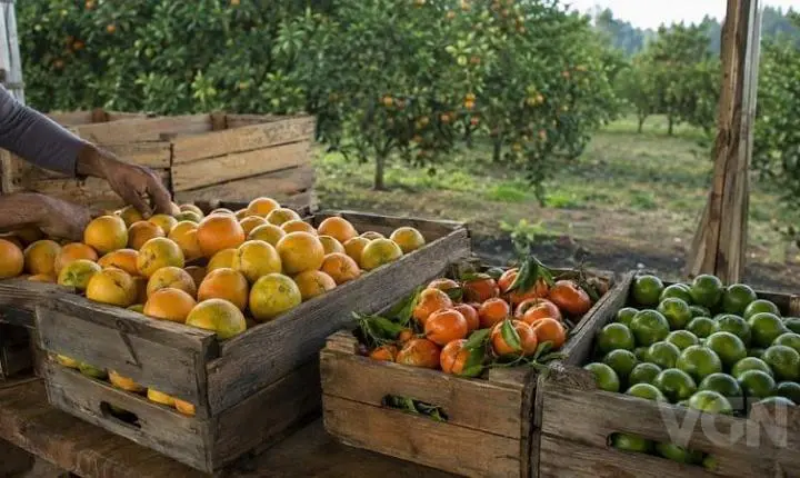 Falta de poncã e limão tahiti eleva preços das frutas