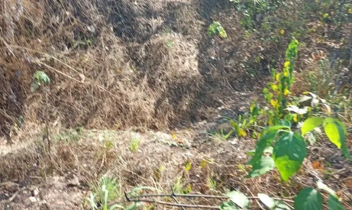 Fim do transtorno: Prefeitura cria rua em Marzagão e facilita rota escolar