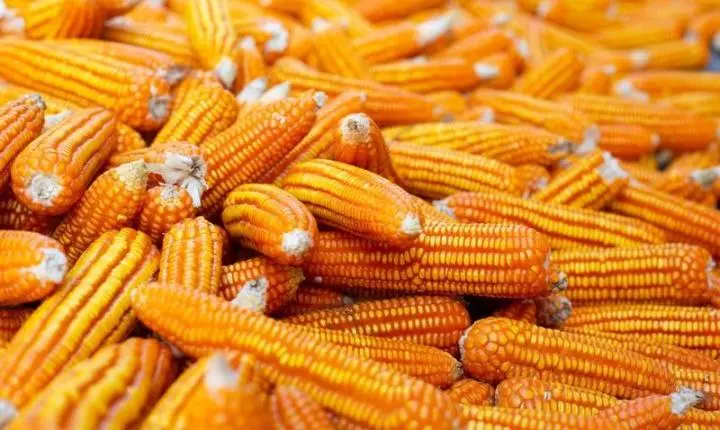 Food + Fuel + Feed: a ciência da integração transforma milho em energia e alimento sem competir por áreas agrícolas