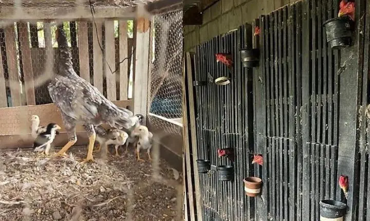 Galos feridos e arena de combate expõem rinha em VG