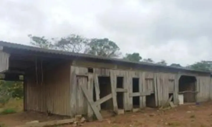 Homem dormia com porcos e se alimentava 1 vez ao dia no Pará