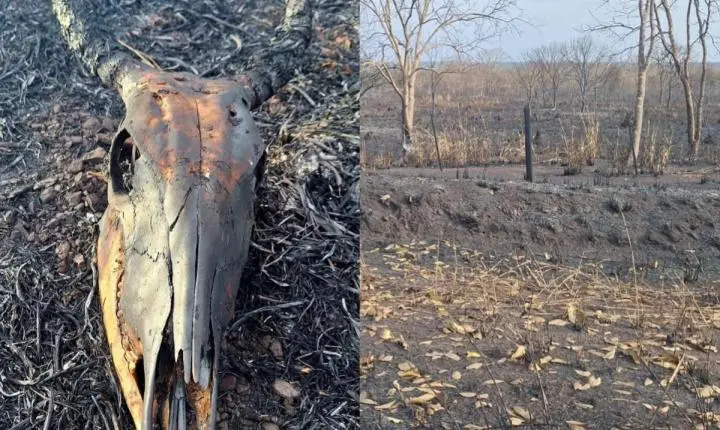 Incêndio em Jangada deixou animais mortos e cenário de destruição 