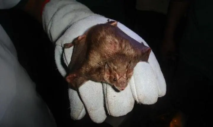 Indea confirma focos de raiva bovina em duas cidades de MT