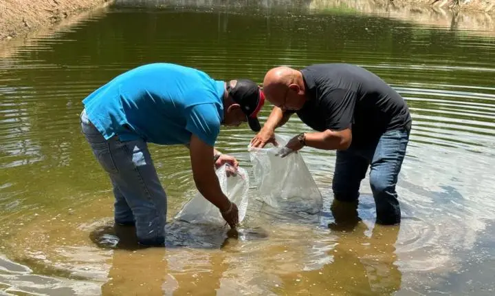 Juca do Guaraná entrega alevinos em Várzea Grande e avança em estudo de aquaponia