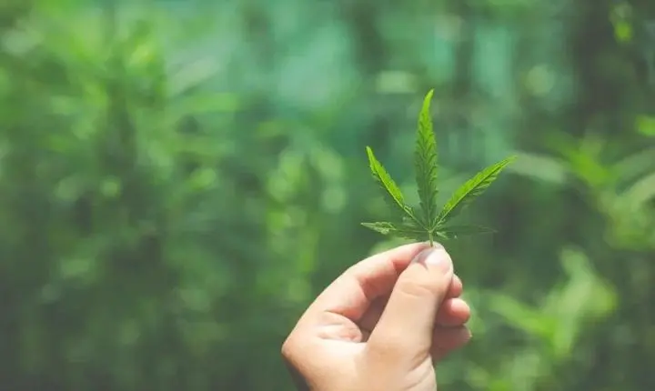 Juiz autoriza plantio de cannabis e impede prisão de paciente pela PF