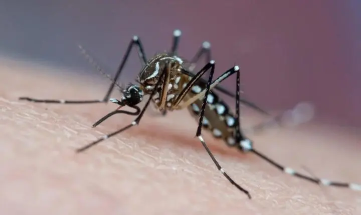 Mosquito da dengue aprende a ignorar repelente, sugere nova pesquisa