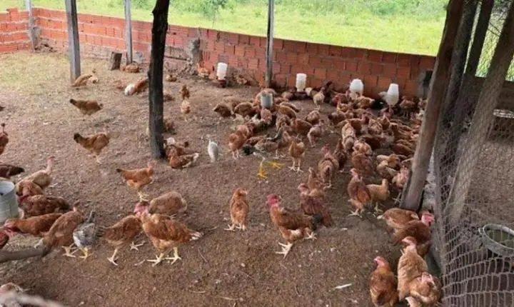 Mulher esfaqueia marido e é presa escondida em galinheiro 