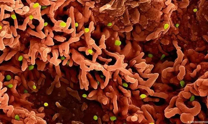 Os três agentes virais que ameaçam o mundo em 2026