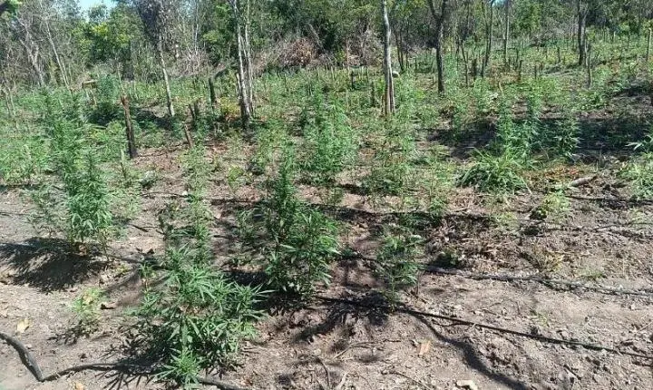 Polícia impede invasão de terra e encontra 5 mil pés de maconha em fazenda em Luciara