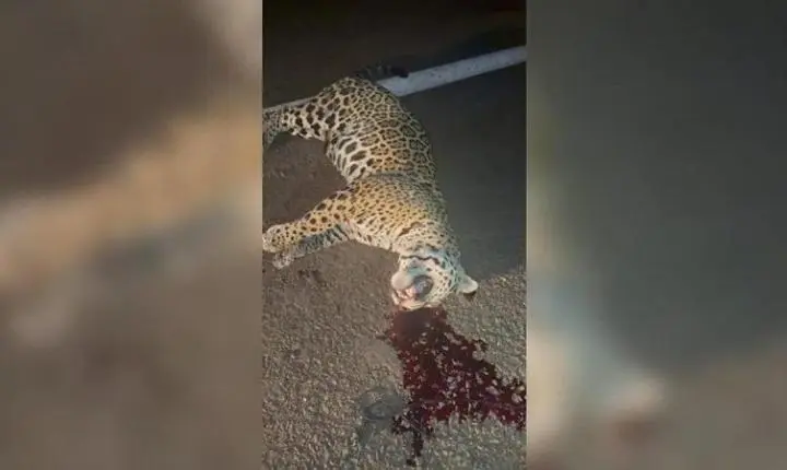 Policial encontra onça-pintada morta após atropelamento em rodovia de Nova Olímpia