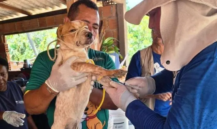 Prefeitura de Rosário Oeste realiza testes rápidos em cães para monitorar doenças