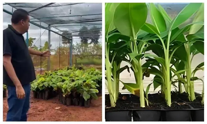 Prefeitura de Rosário Oeste recebe mudas de banana para Impulsionar Agricultura Familiar 