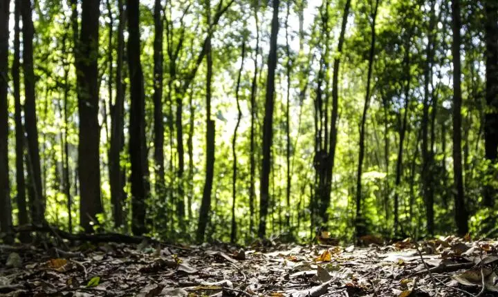 Produção da silvicultura bate recorde e atinge R$ 47,9 bilhões em 2025