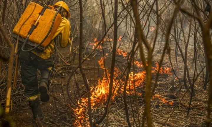 Projeto de lei institui o boi bombeiro para combater incêndios no Pantanal